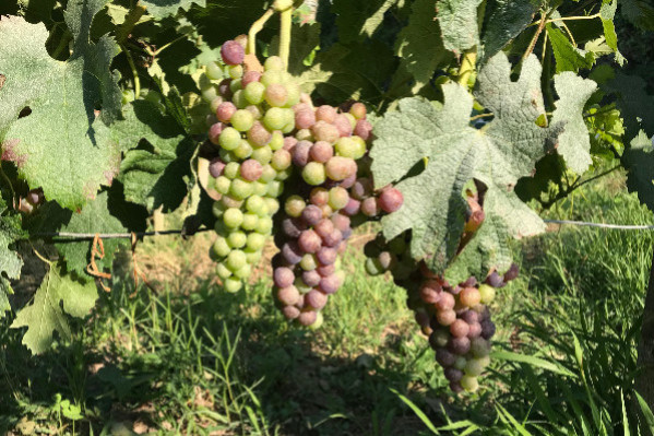 La France redeviendrait le premier producteur mondial de vin en 2023