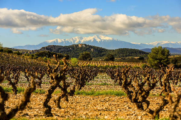 Dissensions et tension au sein de l'interprofession des vins du Roussillon