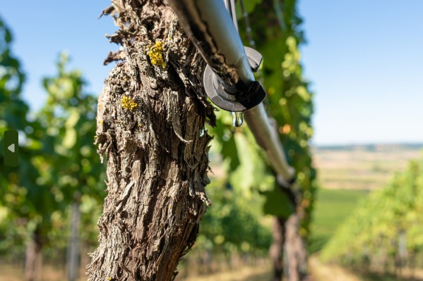 Les vignerons peuvent maintenant irriguer jusqu’au 15 septembre