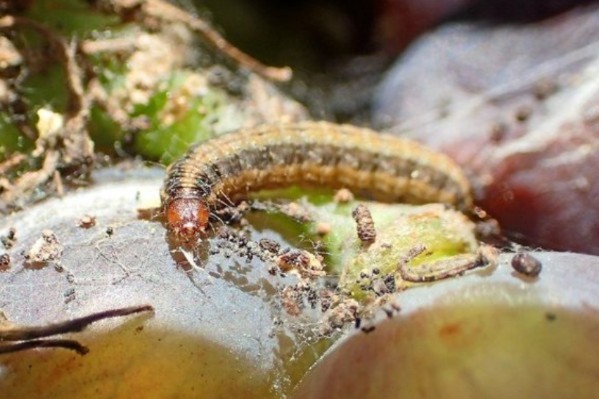 Le vignoble du Languedoc colonisé par Cryptoblabes Gnidiella
