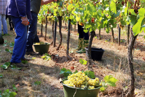 Une précaution à appliquer pour la prestation de service au vignoble   