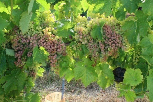 Cognac craint que les coups de chaud fassent tourner son vin au vinaigre