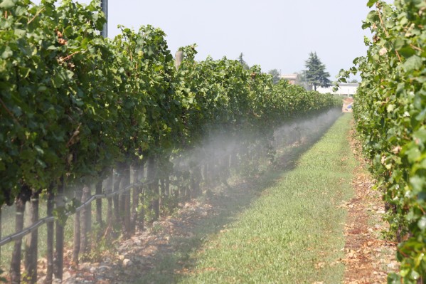 Comment bien irriguer le vignoble jusqu’au 15 septembre ?