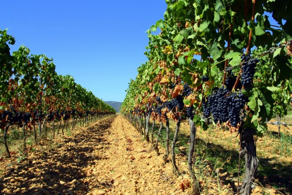 Peu d’acide malique et d’azote assimilable dans les raisins languedociens