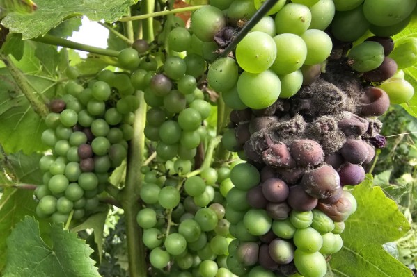 Des vignerons dépassés par la pourriture grise en Champagne