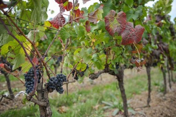 Ce que disent les données récupérées lors des prospections flavescence dorée 