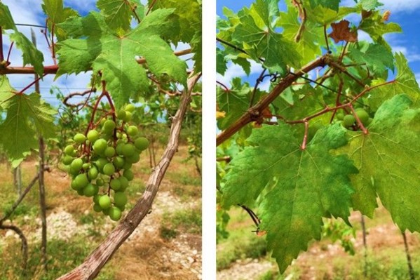 Un cépage chargé d’histoire refait surface dans un pays non viticole 