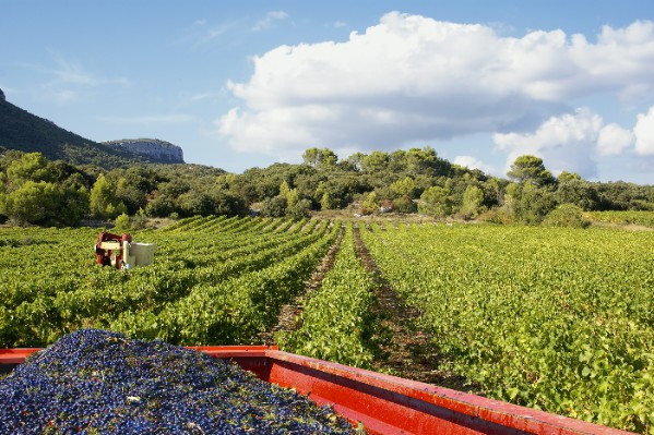 Les vendanges vont aller bon train dans le Var !