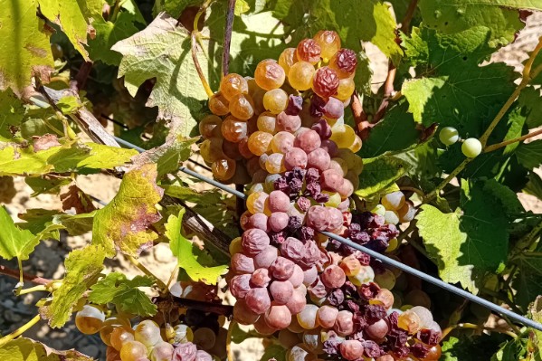 La canicule bouscule les vendanges
