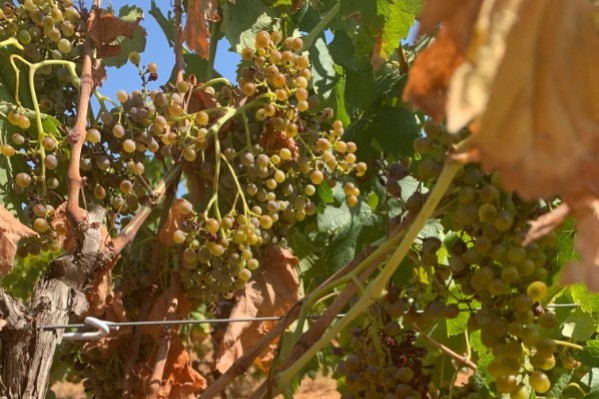 Une aide pour les viticulteurs bio en difficulté