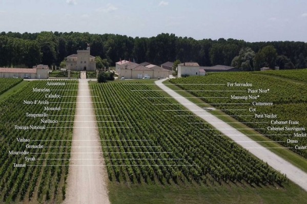 Six cépages intéressants à planter à Bordeaux 