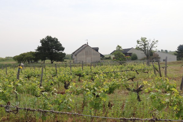 Des chênes truffiers dans les vignes