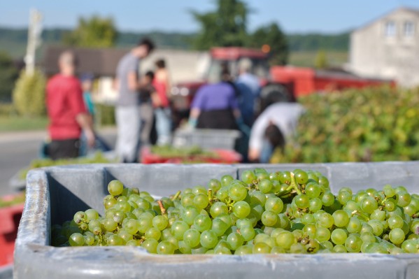 Des règles plus souples pour l'hébergement des saisonniers en Champagne