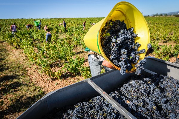 Des vendanges prometteuses démarrent dans le Beaujolais