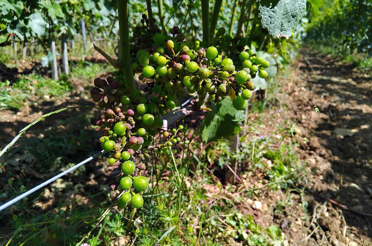Après la grêle, une déferlante de mildiou s'abat sur les vignes de Chablis