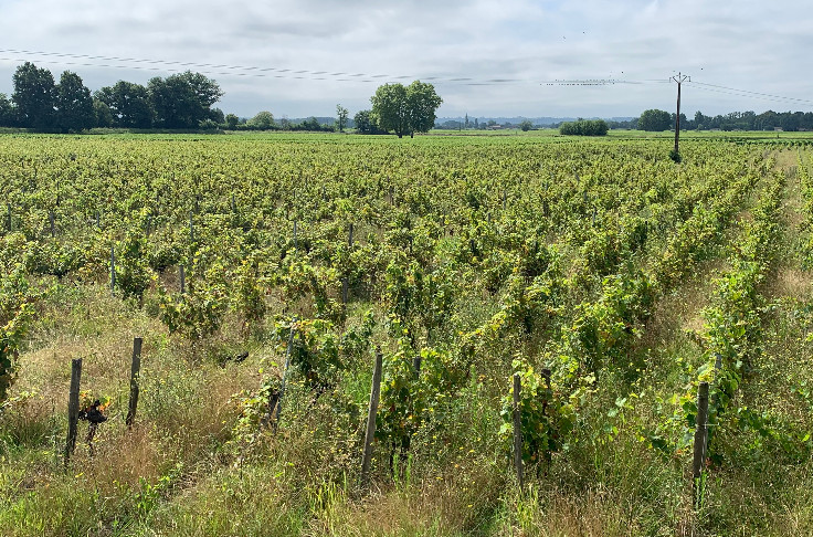 Le délit de friche à 5 000 € divise le vignoble