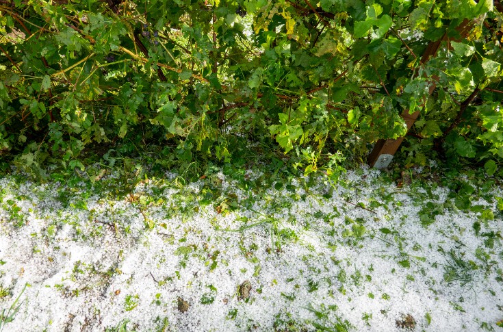 Encore un coup de grêle sur le vignoble du Beaujolais