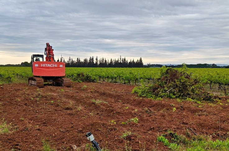 Fin de parcours des vignes perdant rentabilité et postérité
