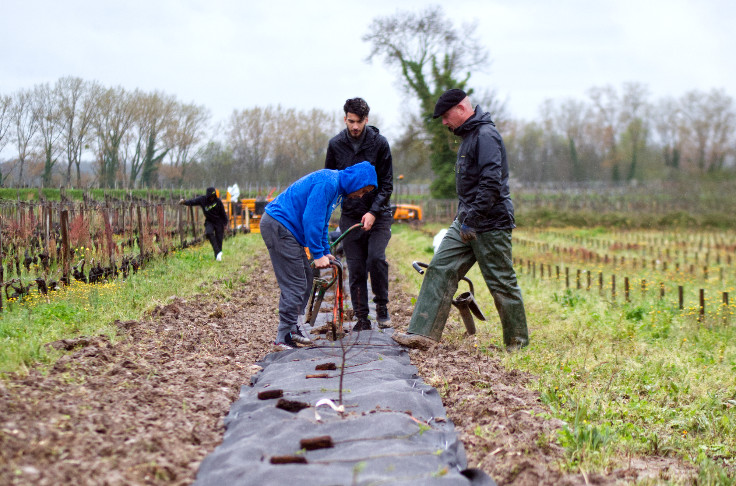 227 essais de rugby à transformer en vitiforesterie