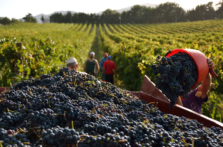 Des vignobles en avance, d’autres en retard sur les vendanges 2023