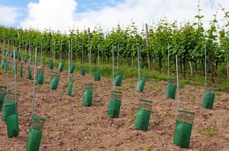 Feu vert pour 4 nouveaux cépages résistants dans le vignoble français