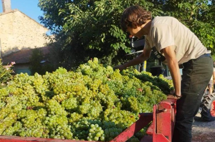 Premières vendanges à la fraiche pour Beaumes de Venise