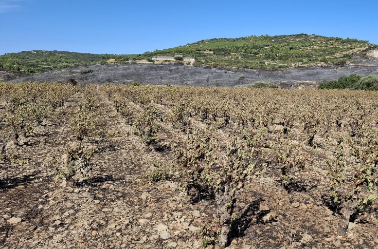 Des vignes calcinées par les flammes