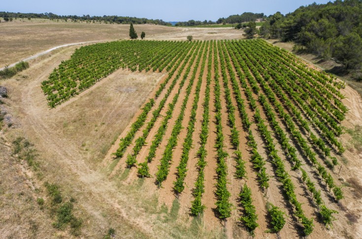 Pas grand-chose à ramasser dans le vignoble audois