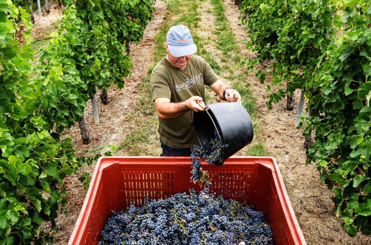 Les crémants lancent les vendanges à Bordeaux