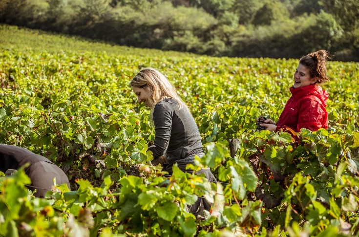 Des vendanges sans aucuns frais pour les étudiants