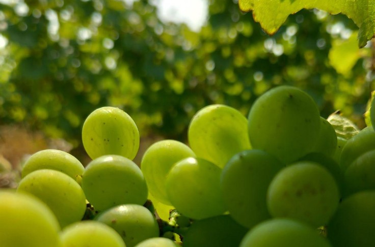 La résilience jusqu’aux vendanges de Nantes à Bourgueil