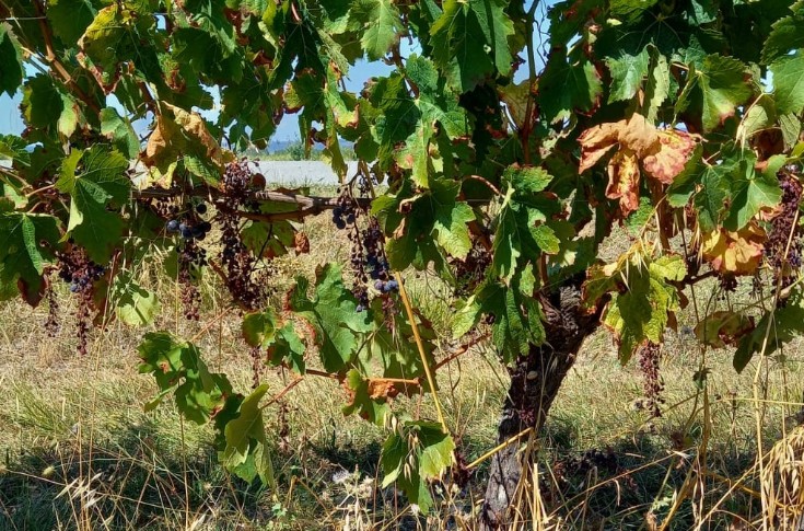 Le mois d'août redonne de l'espoir au vignoble Lot-et-Garonnais