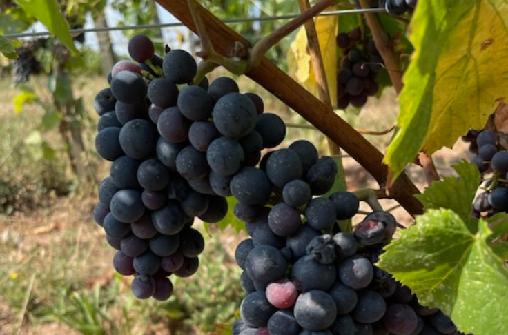 Hétérogénéité et espoir dans les vignes du Beaujolais à l’approche des vendanges