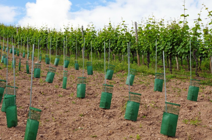 Four new resistant grape varieties get the green light in France Four new resistant grape varieties get the green light in France