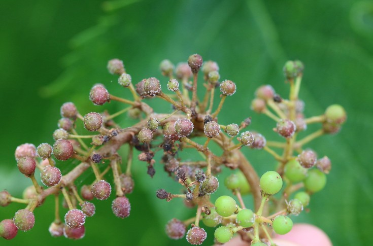 Toutes les solutions de biocontrôle disponibles sur vigne