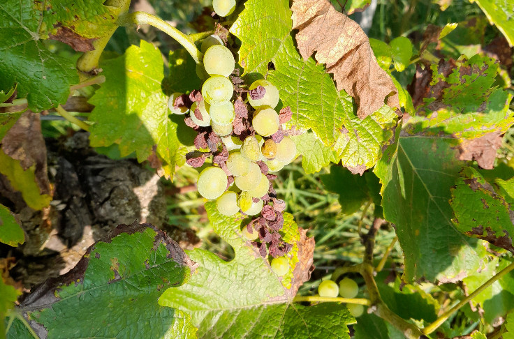 Le vignoble alsacien espère une belle fin d’été après une intense lutte contre le mildiou