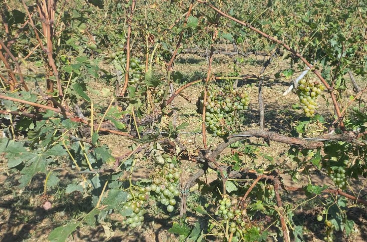 Le vignoble de Gaillac meurtri par la grêle