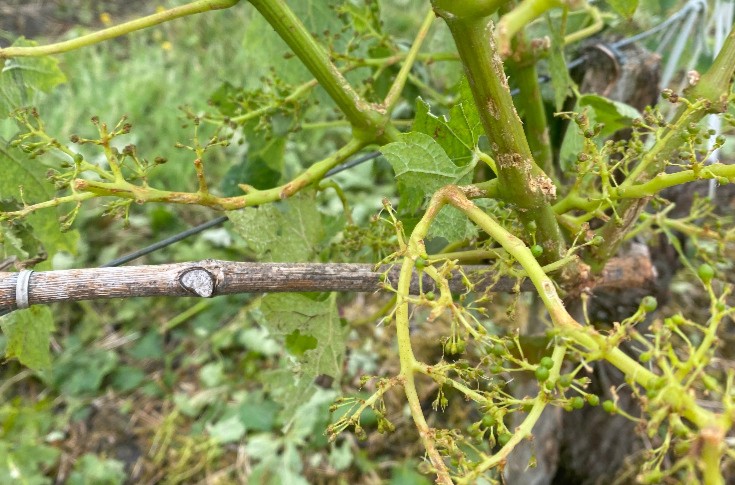 Une aide financière pour les viticulteurs impactés par la grêle