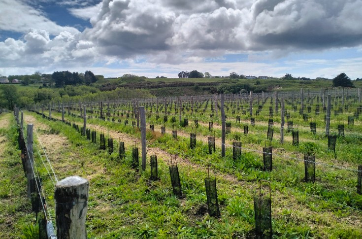 La Bretagne attire aussi les entrepreneurs de la vigne