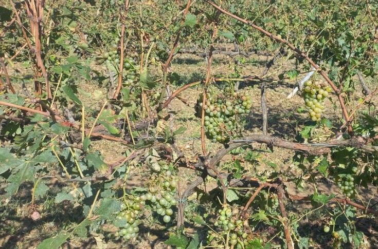 Vineyards in Gaillac battered by hail Vineyards in Gaillac battered by hail