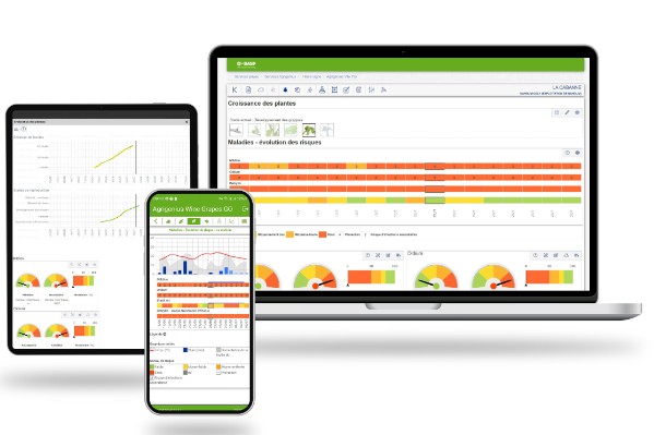BASF détermine le risque « réel » des maladies de la vigne (mildiou, oïdium, botrytis, et black-rot)
