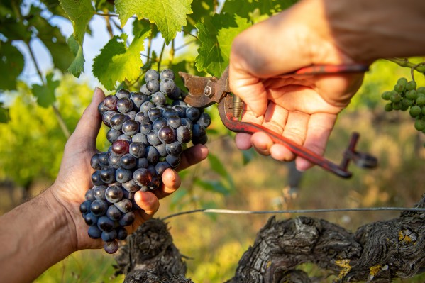 3 bonnes pratiques pour bien estimer le rendement viticole