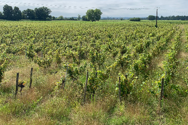 Le délit de friche à 5 000 € divise le vignoble