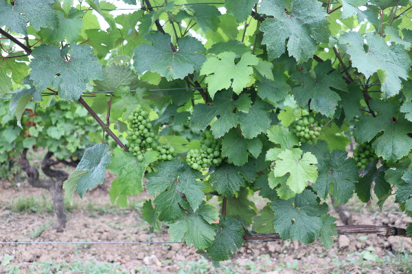 Entre coulure et mildiou, le millésime est 'compliqué' en Touraine