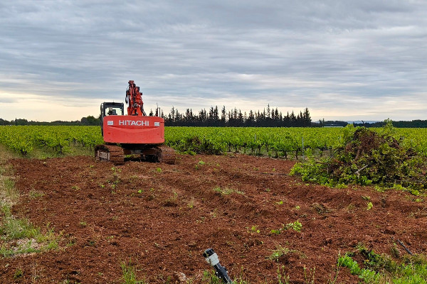 Fin de parcours des vignes perdant rentabilité et postérité