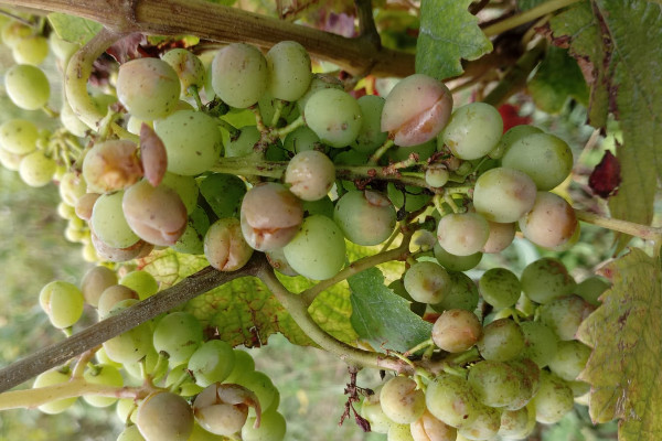 Les vignerons chiffrent les dégâts au terme d'une saison éprouvante (mildiou, black rot, grêle...)