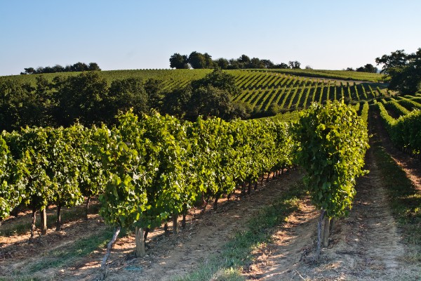 Des rendements moyens passés entre les gouttes dans les vignes de Gascogne !