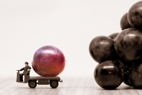 -13 % de vins français en 2024, coulure et mildiou réduisent les rendements