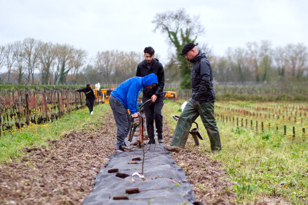 227 essais de rugby à transformer en vitiforesterie