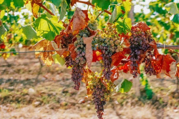 'On va se retrouver avec une zone viticole où il n’y aura plus rien !'